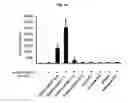 Fig. 08 - Immunostimulatory compositions comprising liposome-encapsulated oligonucleotides and epitopes