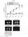 Fig. 17 - Immunostimulatory compositions comprising liposome-encapsulated oligonucleotides and epitopes