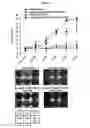 Fig. 18 - Immunostimulatory compositions comprising liposome-encapsulated oligonucleotides and epitopes