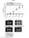 Fig. 19 - Immunostimulatory compositions comprising liposome-encapsulated oligonucleotides and epitopes