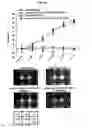 Fig. 20 - Immunostimulatory compositions comprising liposome-encapsulated oligonucleotides and epitopes