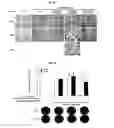 Fig. 23 - Immunostimulatory compositions comprising liposome-encapsulated oligonucleotides and epitopes
