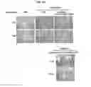 Fig. 30 - Immunostimulatory compositions comprising liposome-encapsulated oligonucleotides and epitopes