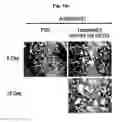 Fig. 32 - Immunostimulatory compositions comprising liposome-encapsulated oligonucleotides and epitopes