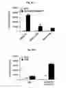 Fig. 46 - Immunostimulatory compositions comprising liposome-encapsulated oligonucleotides and epitopes