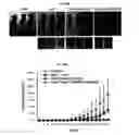 Fig. 60 - Immunostimulatory compositions comprising liposome-encapsulated oligonucleotides and epitopes
