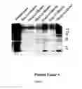Fig. 04 - COMPOSITIONS FOR TREATING WOUNDS AND PROCESSES FOR THEIR PREPARATION