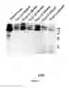 Fig. 06 - COMPOSITIONS FOR TREATING WOUNDS AND PROCESSES FOR THEIR PREPARATION