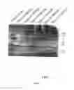 Fig. 07 - COMPOSITIONS FOR TREATING WOUNDS AND PROCESSES FOR THEIR PREPARATION