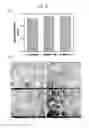 Fig. 09 - Method for Producing Collagen/Apatite Composite Membrane for Guided Bone Regeneration
