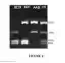 Fig. 15 - High amylose wheat