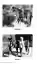 Fig. 02 - METHODS AND COMPOSITIONS FOR TREATING AND PREVENTING LAMINITIS, FOUNDER AND OVEREATING IN AN UNGULATE
