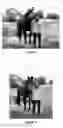 Fig. 06 - METHODS AND COMPOSITIONS FOR TREATING AND PREVENTING LAMINITIS, FOUNDER AND OVEREATING IN AN UNGULATE