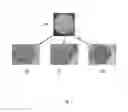 Fig. 02 - TALAROMYCES STRAINS AND ENZYME COMPOSITIONS