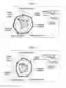 Fig. 02 - ONION EXTRACT, AND PROCESS FOR PRODUCTION THEREOF