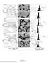 Fig. 17 - SYSTEM AND METHOD FOR SYNTHESIZING CORE/ALLOY NANOSTRUCTURES