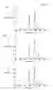 Fig. 06 - SELECTIVE PROTEIN LABELING