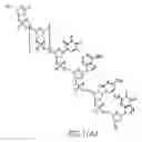 Fig. 02 - PNA DIAGNOSTIC USE