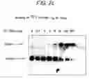 Fig. 30 - PNA DIAGNOSTIC USE