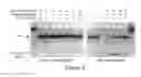 Fig. 06 - Reference markers for biological samples