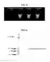 Fig. 08 - Method for Amplifying Nucleic Acid