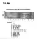 Fig. 147 - COMPOSITIONS AND METHODS FOR DEMONSTRATING SECRETORY IMMUNE SYSTEM REGULATION OF STEROID HORMONE RESPONSIVE CANCER CELL GROWTH
