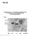 Fig. 91 - COMPOSITIONS AND METHODS FOR DEMONSTRATING SECRETORY IMMUNE SYSTEM REGULATION OF STEROID HORMONE RESPONSIVE CANCER CELL GROWTH