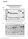 Fig. 98 - COMPOSITIONS AND METHODS FOR DEMONSTRATING SECRETORY IMMUNE SYSTEM REGULATION OF STEROID HORMONE RESPONSIVE CANCER CELL GROWTH