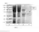 Fig. 07 - Method for producing 4-hydroxy-L-isoleucine