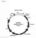 Fig. 13 - Botulinum Neurotoxin Serotype B Activatable Botulinum Neurotoxin Serotype Bs