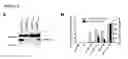 Fig. 05 - ENHANCED PRODUCTION OF PAPILLOMAVIRUS-LIKE PARTICLES WITH A MODIFIED BACULOVIRUS EXPRESSION SYSTEM