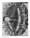 Fig. 90 - Systems for bioagent indentification