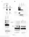 Fig. 05 - High affinity binding site of HGFR and methods for identification of antagonists thereof
