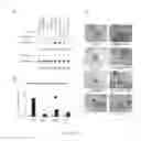 Fig. 06 - High affinity binding site of HGFR and methods for identification of antagonists thereof