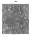 Fig. 09 - EMBRYONIC STEM CELLS AND NEURAL PROGENITOR CELLS DERIVED THEREFROM