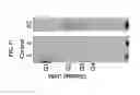 Fig. 19 - ENHANCED CELLULASE EXPRESSION IN S. DEGRADANS