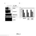 Fig. 05 - Mutant tat proteins and uses thereof