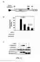 Fig. 07 - Mutant tat proteins and uses thereof