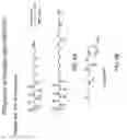 Fig. 05 - Spacer moiety for poly(ethylene glycol) modified peptide based compounds