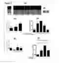 Fig. 07 - Peptide compositions that bind TLR-4