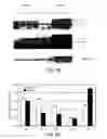 Fig. 07 - COMPOSITIONS AND METHODS FOR CHARACTERIZING AND TREATING NEOPLASIA