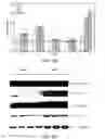 Fig. 08 - COMPOSITIONS AND METHODS FOR CHARACTERIZING AND TREATING NEOPLASIA