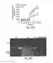 Fig. 41 - TGR5 modulators and methods of use thereof