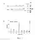 Fig. 03 - METHODS FOR TREATMENT OF BACTERIAL INFECTIONS