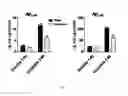 Fig. 08 - RXR AGONIST COMPOUNDS AND METHODS