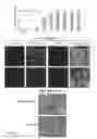 Fig. 05 - MIRNA AND ITS TARGETS RESPECTIVELY THE PROTEINS MADE BASED ON THE TARGETS AS A PROGNOSTIC, DIAGNOSTIC BIOMARKER AND THERAPEUTIC AGENT FOR CANCER