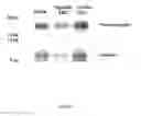 Fig. 02 - COMPOSITIONS AND THEIR USES DIRECTED TO HEPCIDIN