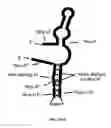 Fig. 22 - Ghrelin binding nucleic acids