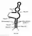 Fig. 23 - Ghrelin binding nucleic acids