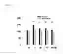 Fig. 07 - COMPOSITION AND METHOD FOR NEUROPROTECTION AGAINST EXCITOTOXIC INJURY